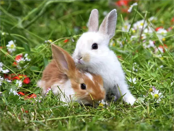 Domestic Rabbits - outside amongst flowers