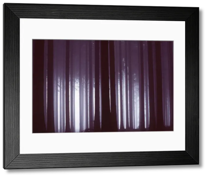 Framed Print : SWEDEN - Forest, at Tiveden Framed Print : SWEDEN - Forest, at Tiveden