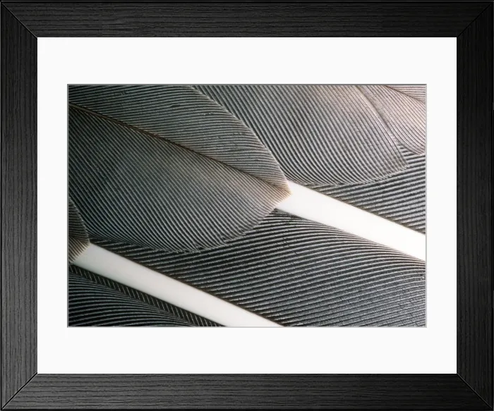 Framed Print : Goose Wing Feathers - Wild White Fronted Goose Framed Print : Goose Wing Feathers - Wild White Fronted Goose