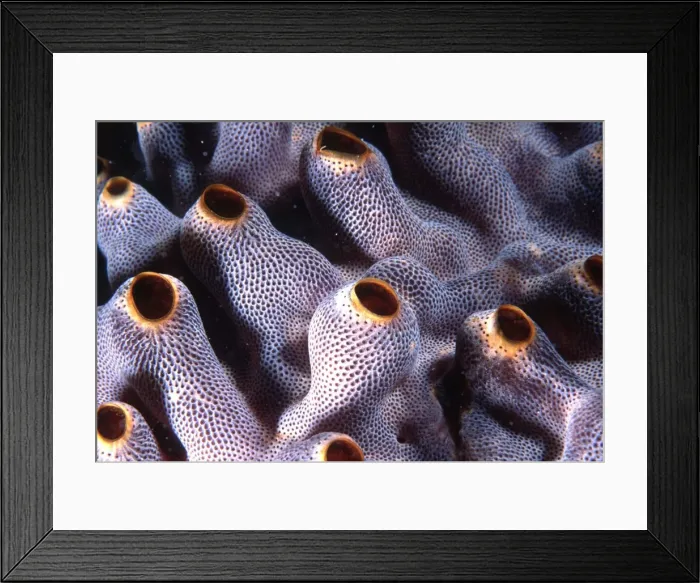 Framed Print : ORANGE COLONIAL SEA SQUIRTS Framed Print : ORANGE COLONIAL SEA SQUIRTS