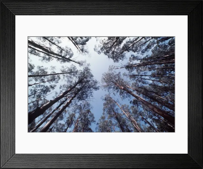 Framed Print : FOREST - Eucalyptus mountain ash Framed Print : FOREST - Eucalyptus mountain ash