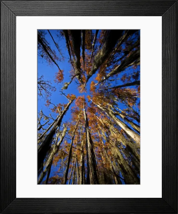 Framed Print : Bald Cypress Trees - in swamp, Autumn. Louisiana, USA Framed Print : Bald Cypress Trees - in swamp, Autumn. Louisiana, USA