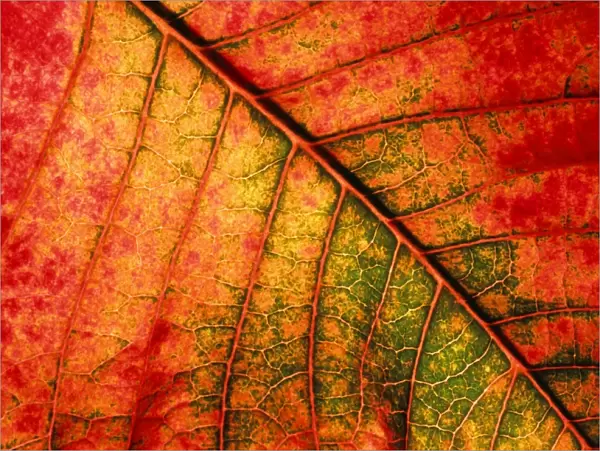 Autumn leaf - Underside of leaf