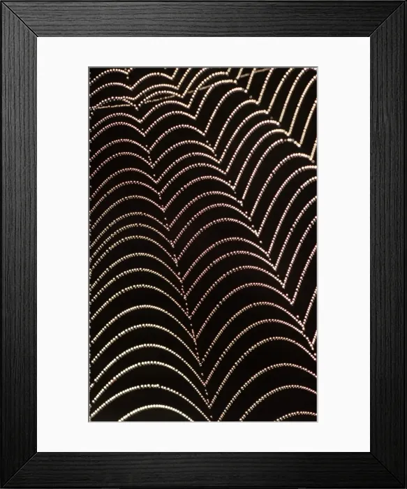 Framed Print : SPIDERS WEB - Water droplets on web Framed Print : SPIDERS WEB - Water droplets on web