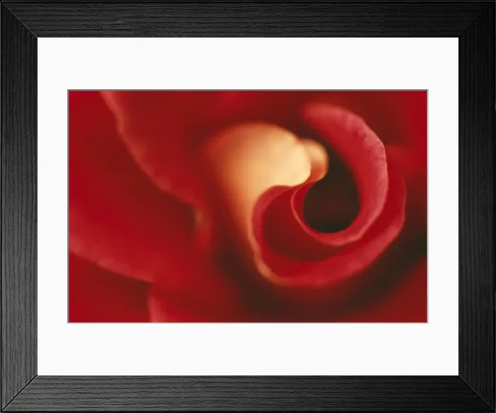 Framed Print : Rose Close up Framed Print : Rose Close up