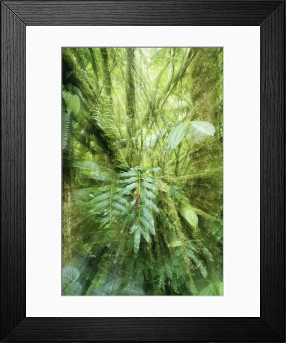 Framed Print : Rainforest - Orosi Valley, Purisil Private Reserve Framed Print : Rainforest - Orosi Valley, Purisil Private Reserve