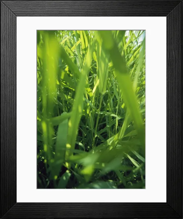 Framed Print : Grass - Worm / Insect's eye view of undergrowth Framed Print : Grass - Worm / Insect's eye view of undergrowth