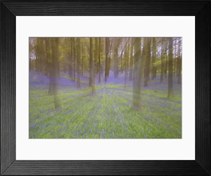 Framed Print : Bluebells - in Beech Woodland, Dockey Wood, Herts, UK Zoom blurs - no digital manipulation PL000166 Framed Print : Bluebells - in Beech Woodland, Dockey Wood, Herts, UK Zoom blurs - no digital manipulation PL000166