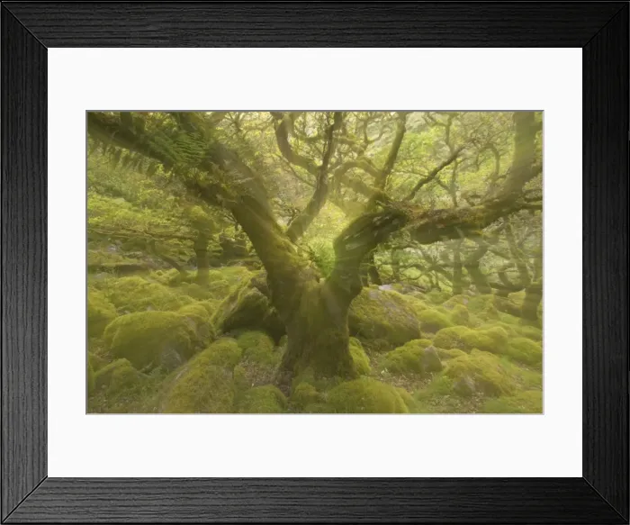 Framed Print : Wistmans Wood showing old Oaks and moss covered rocky understory Dartmoor National Park Devon, UK Zoom Blurs (not digitally enhanced) LA000205 Framed Print : Wistmans Wood showing old Oaks and moss covered rocky understory Dartmoor National Park Devon, UK Zoom Blurs (not digitally enhanced) LA000205