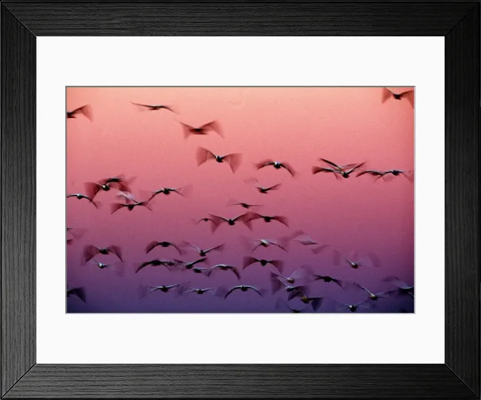Framed Print : SNOW GEESE - flight to roost after dark, showing blurred wings Framed Print : SNOW GEESE - flight to roost after dark, showing blurred wings