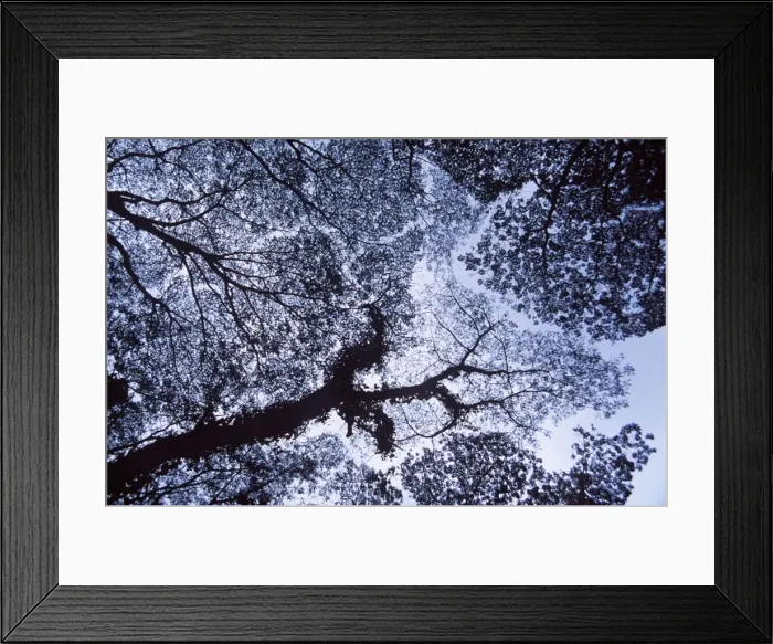 Framed Print : HAWAII - tree canopy, silhouette Framed Print : HAWAII - tree canopy, silhouette