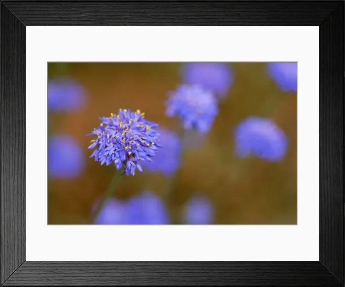 Framed Print : Western Australia Native Cornflower Framed Print : Western Australia Native Cornflower