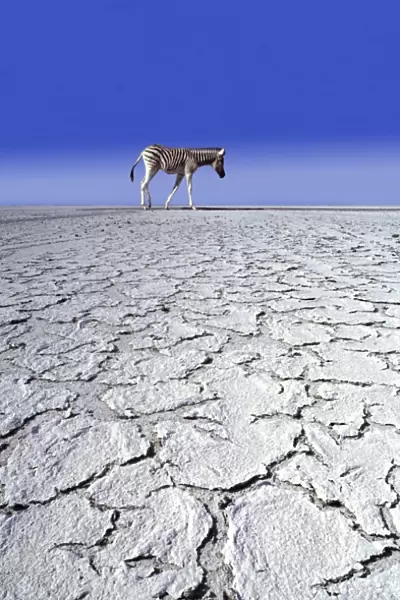 ZEBRA - in drought landscape