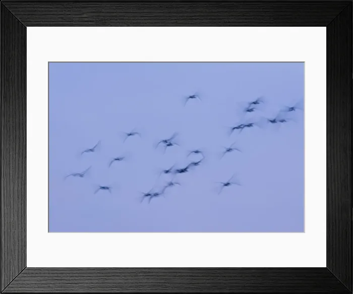 Framed Print : Greylag Geese Group in flight at dusk Norfolk UK Framed Print : Greylag Geese Group in flight at dusk Norfolk UK