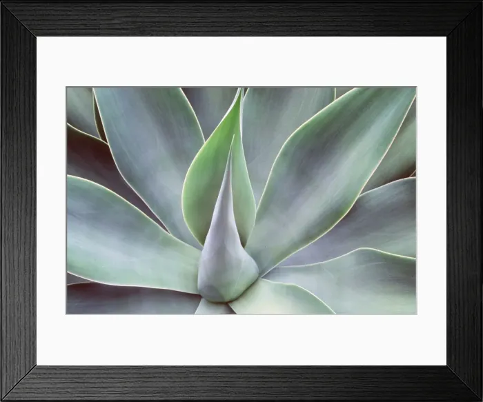 Framed Print : AGAVE ATTENUATUM - close-up Framed Print : AGAVE ATTENUATUM - close-up