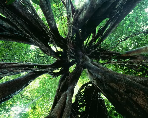Strangler Fig Danum Valley Conservation area, Sabah Primary Tropical Rainforest