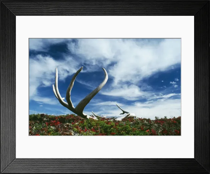 Framed Print : Caribou / Reindeer - shed antlers Denali National Park, USA Framed Print : Caribou / Reindeer - shed antlers Denali National Park, USA