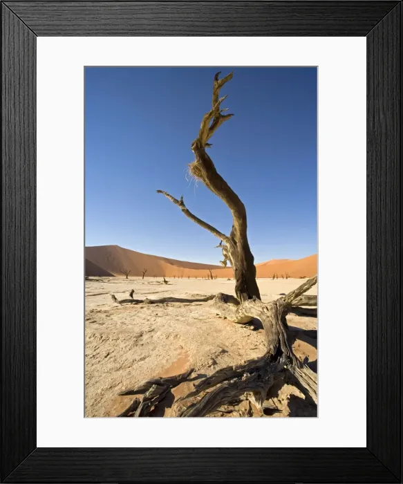 Framed Print : Dead Vlei tree. Sossusvlei - Namib Desert, Namibia, Africa 2006