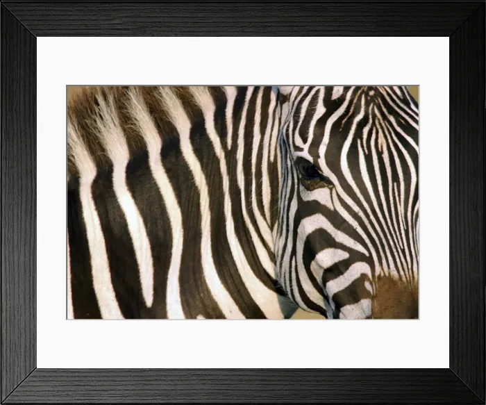 Framed Print : Burchell's / Common / Plains Zebra - Close up of zebra coat Framed Print : Burchell's / Common / Plains Zebra - Close up of zebra coat