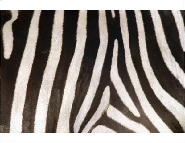 Burchell's  /  Common  /  Plains Zebra - Close up of zebra coa