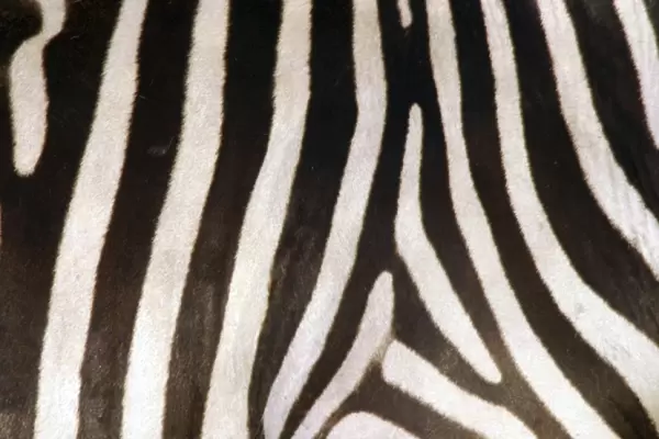 Burchell's  /  Common  /  Plains Zebra - Close up of zebra coa