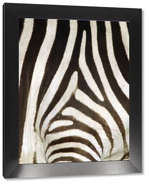 Burchell's  /  Common  /  Plains Zebra - Close up of zebra coat