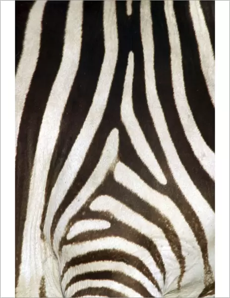 Burchell's  /  Common  /  Plains Zebra - Close up of zebra coat