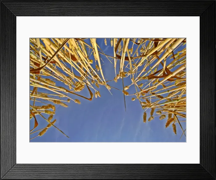 Framed Print : Wheat field ripe ears of wheat against blue sky Germany Framed Print : Wheat field ripe ears of wheat against blue sky Germany