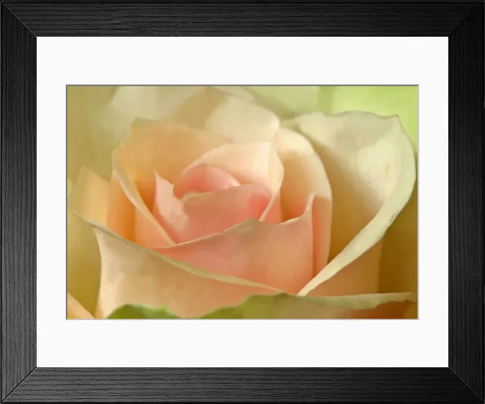 Framed Print : Pink rose detail of a light pink rose Germany