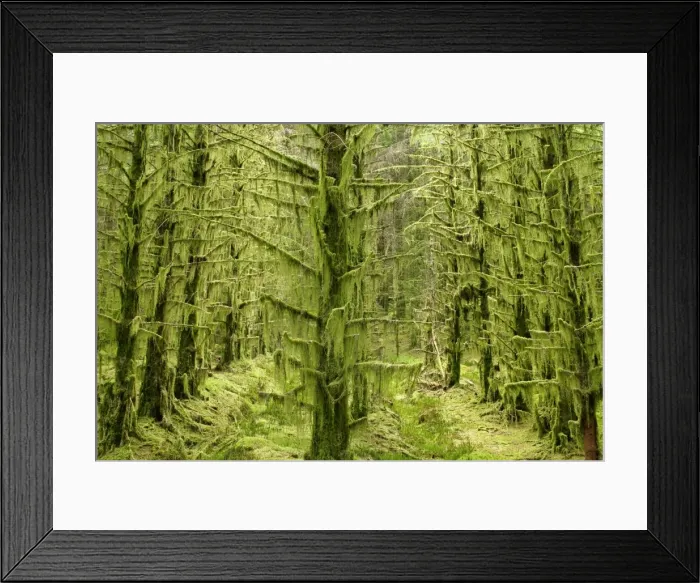 Framed Print : fairy forest in straight lines planted timber forest thickly covered with long beards of lichen Glen Etive, Glencoe area, Highlands, Scotland, UK Framed Print : fairy forest in straight lines planted timber forest thickly covered with long beards of lichen Glen Etive, Glencoe area, Highlands, Scotland, UK