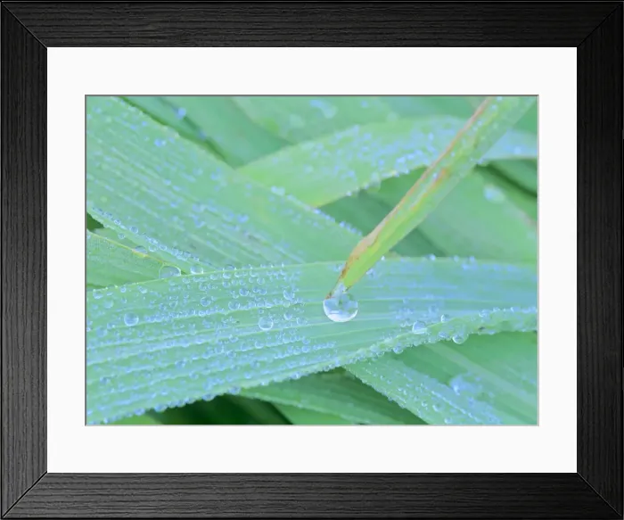Framed Print : morning dew blades of grass covered with drops of morning dew Baden-Wuerttemberg, Germany Framed Print : morning dew blades of grass covered with drops of morning dew Baden-Wuerttemberg, Germany