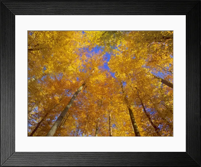 Framed Print : Autumn forest colourful foliage in beech forest Baden-Wuerttemberg, Germany Framed Print : Autumn forest colourful foliage in beech forest Baden-Wuerttemberg, Germany