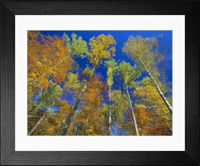 Framed Print : autumn forest mixed deciduous forest with oaks, beeches, larches and birches in colourful autumn foliage. View from ground towards treetops Baden-Wuerttemberg, Germany