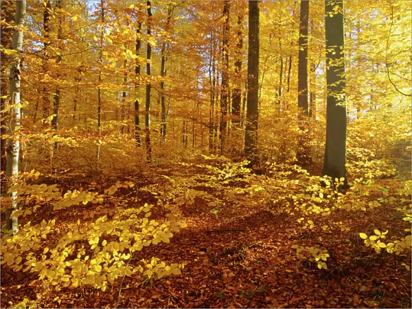 Autumn forest colourful foliage in beech forest Baden-Wuerttemberg, Germany