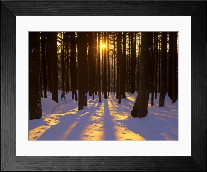 Framed Print : Winter scenery coniferous forest in late evening light with sun beams throwing an orange glow on snow-covered ground Bavaria Forest National Park, Bavaria, Germany Framed Print : Winter scenery coniferous forest in late evening light with sun beams throwing an orange glow on snow-covered ground Bavaria Forest National Park, Bavaria, Germany