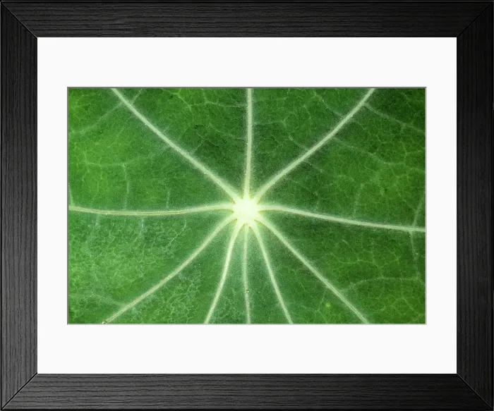 Framed Print : LEAF - Nasturtium - close up, UK Framed Print : LEAF - Nasturtium - close up, UK