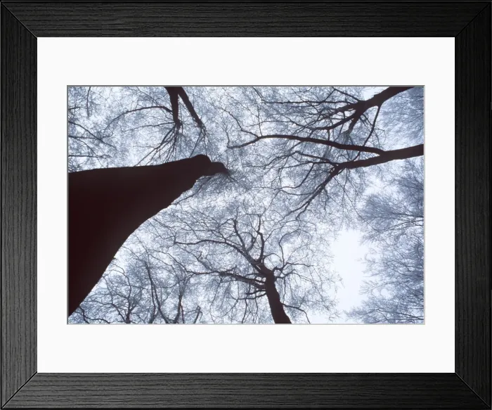 Framed Print : FROST - Canopy in Winter, branches with hoar frost Framed Print : FROST - Canopy in Winter, branches with hoar frost