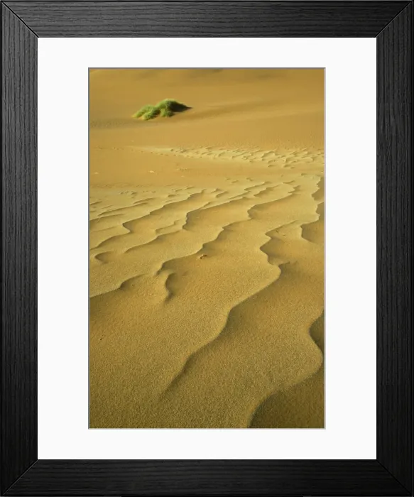 Framed Print : Namibia - Structural forms in the sand of the Namib Desert and a nara bush (Acanthosicyos horrida) in the background. Namib-Naukluft Park, Namibia Framed Print : Namibia - Structural forms in the sand of the Namib Desert and a nara bush (Acanthosicyos horrida) in the background. Namib-Naukluft Park, Namibia
