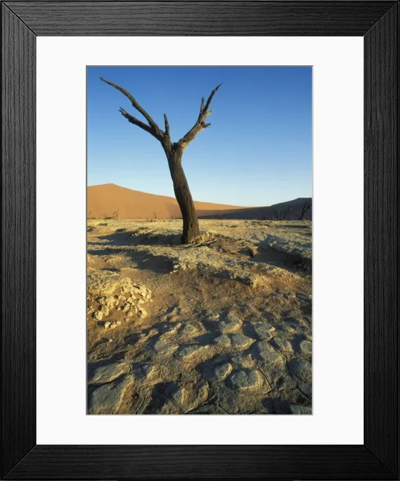Framed Print : Namibia - Dead camelthorn tree (Acacia erioloba) in the so-called Dead Vlei, a dry pan in the centre of the Namib Desert. Namib-Naukluft Park, Namibia Framed Print : Namibia - Dead camelthorn tree (Acacia erioloba) in the so-called Dead Vlei, a dry pan in the centre of the Namib Desert. Namib-Naukluft Park, Namibia