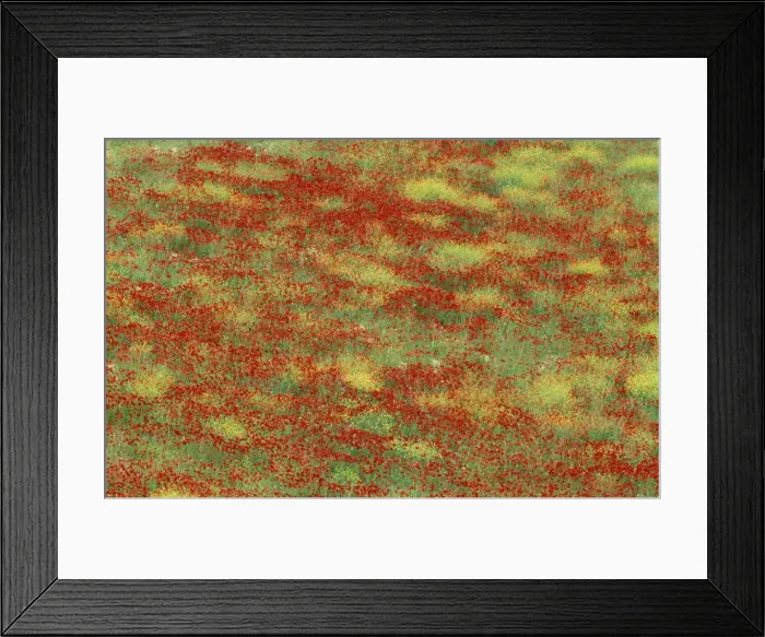 Framed Print : Spain - Springmeadow in May with poppies and yellow-flowered annuals (Chrysanthemum sp. ) Province of Granada, Andalucia, Spain Framed Print : Spain - Springmeadow in May with poppies and yellow-flowered annuals (Chrysanthemum sp. ) Province of Granada, Andalucia, Spain