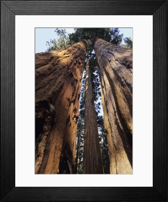 Framed Print : Sequoia Sequoia National Park, California, USA Framed Print : Sequoia Sequoia National Park, California, USA