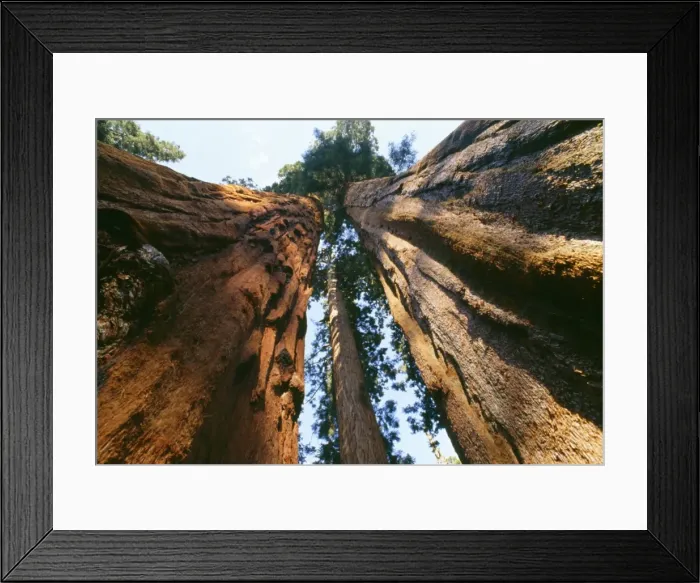 Framed Print : Sequoia Trees Sequoia National Park, California, USA Framed Print : Sequoia Trees Sequoia National Park, California, USA