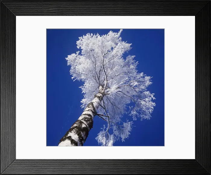 Framed Print : SILVER BIRCH - covered in Hoar frost Framed Print : SILVER BIRCH - covered in Hoar frost