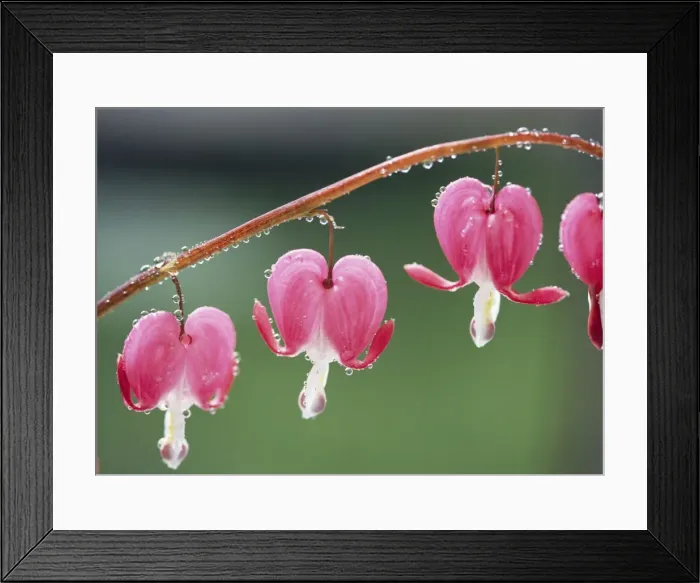 Framed Print : Bleeding Heart Framed Print : Bleeding Heart