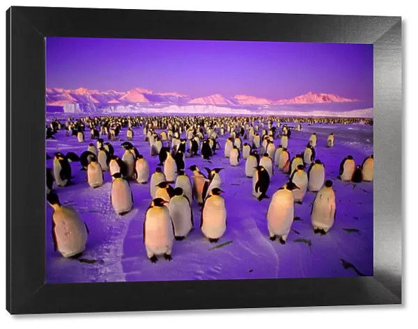 Emperor Penguin - colony in twilight Ross Sea, Antarctica. GRB03269