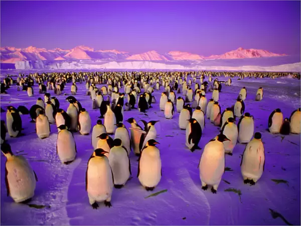Emperor Penguin - colony in twilight Ross Sea, Antarctica. GRB03269
