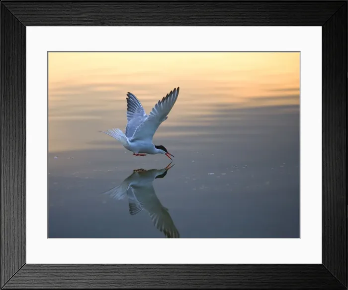 Framed Print : Common Tern fishing at sunset Bedfordshire UK 005012 Framed Print : Common Tern fishing at sunset Bedfordshire UK 005012