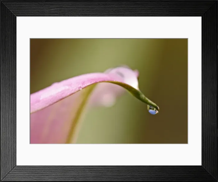 Framed Print : Arum - Close up showing rain drop cultivated species Bedfordshire UK 002 Framed Print : Arum - Close up showing rain drop cultivated species Bedfordshire UK 002