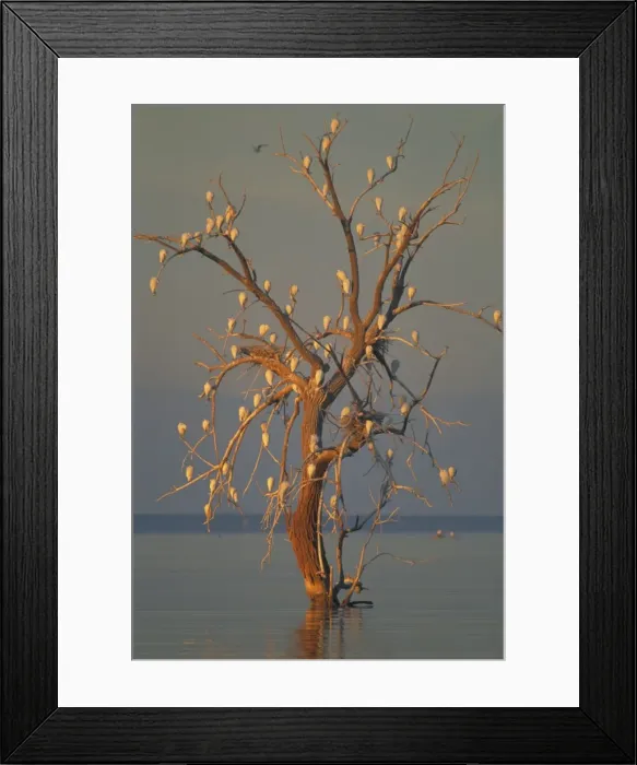 Framed Print : Cattle Egrets - Nesting in tree above lake - Salton Sea, California, USA Framed Print : Cattle Egrets - Nesting in tree above lake - Salton Sea, California, USA
