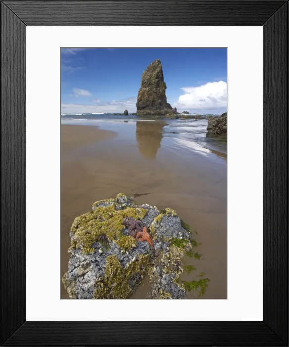 Framed Print : Ochre Sea Stars exposed at high tide with sea stack in background Cannon Beach, Oregon, USA LA000958 Framed Print : Ochre Sea Stars exposed at high tide with sea stack in background Cannon Beach, Oregon, USA LA000958